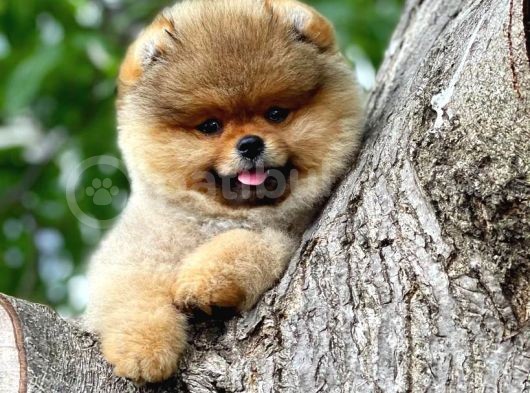 Yavru Patiler Farkı Ile Pomeranian Dostumuz ''Pablo''