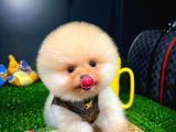 Ayı Surat Pomeranian Boo Yavrularımız