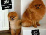 Mükemmel Fiziki Yapısının Yanı Sıra Eşsiz Yüz Güzelliği İle Pomeranian Dostumuz ''Hari̇bo''