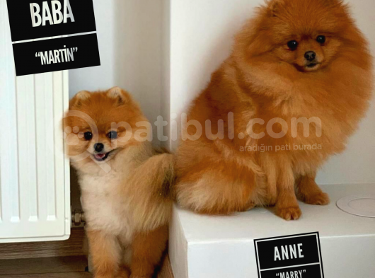 Yavru Patiler Farkı Ile Pomeranian Dostumuz ''Pablo'' görsel