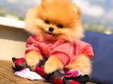 Ayı Surat pomeranian Boo Yavrularımız