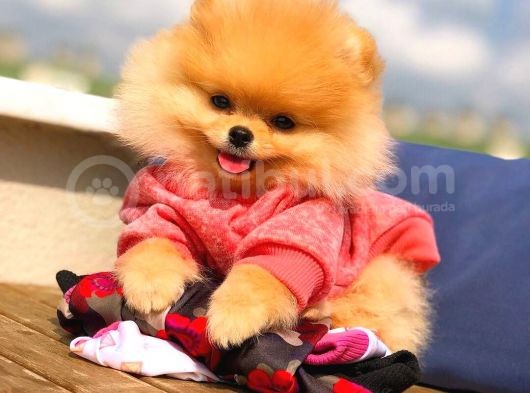 Ayı Surat Pomeranian Boo Yavrularımız