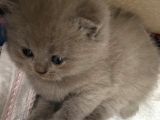 Safkan Lilac British Shorthair