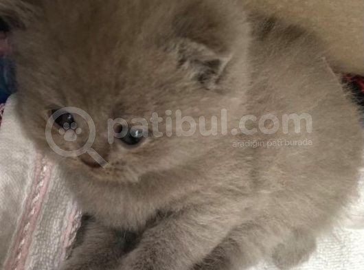 Safkan Lilac British Shorthair görsel