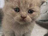 Safkan Lilac British Shorthair