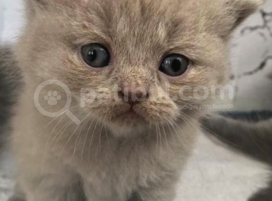Safkan Lilac British Shorthair