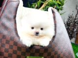 Ayı Surat Pomeranian Boo Yavrularımız
