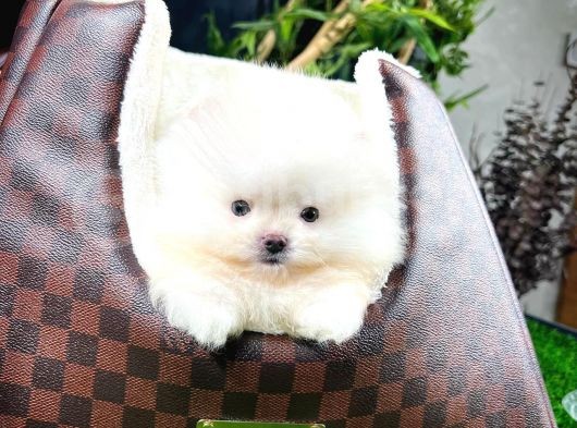 Ayı Surat Pomeranian Boo Yavrularımız görsel