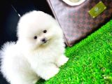 Ayı Surat Pomeranian Boo Yavrularımız