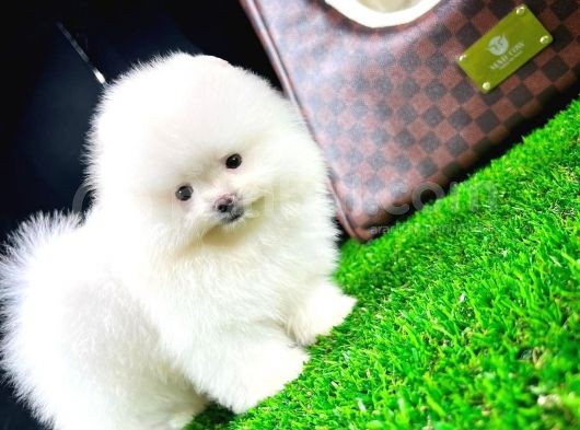 Ayı Surat Pomeranian Boo Yavrularımız görsel