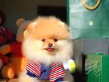Ayı Surat Pomeranian Boo Yavrularımız