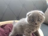 Scottish/British Fold Blue Point