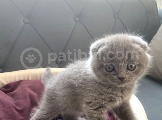 Scottish/British Fold Blue Point görsel