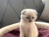 Scottish/British Fold Blue Point