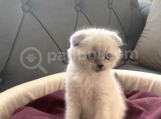 Scottish/British Fold Blue Point görsel