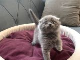 Scottish/British Fold Blue Point