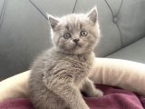 Scottish/British Fold Blue Point
