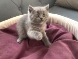 Scottish/British Fold Blue Point