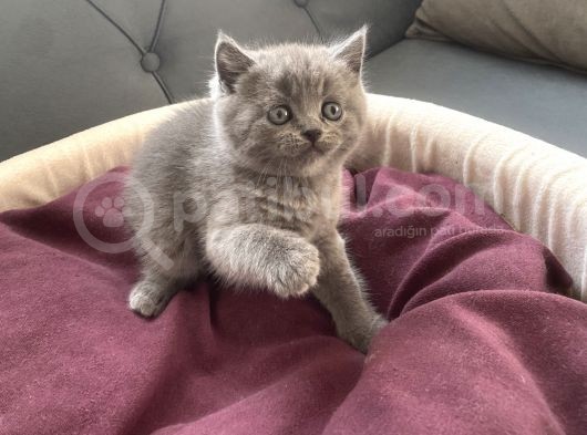 Scottish/British Fold Blue Point görsel