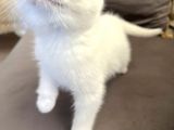 British Longhair Erkek