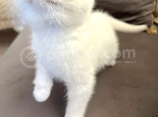 British Longhair Erkek görsel