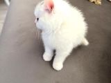 British Longhair Erkek