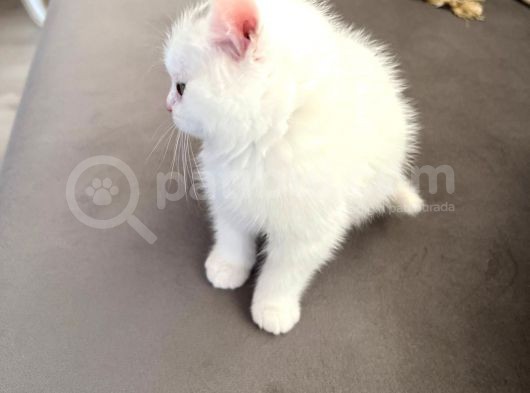 British Longhair Erkek görsel
