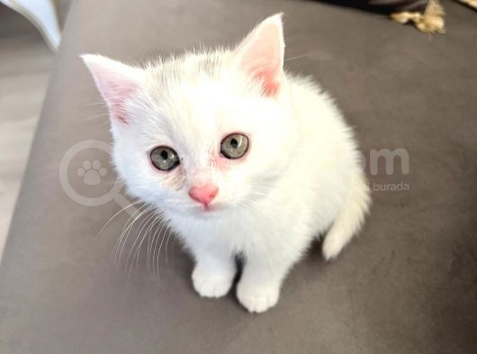 British Longhair Erkek görsel