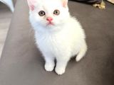 British Longhair Erkek