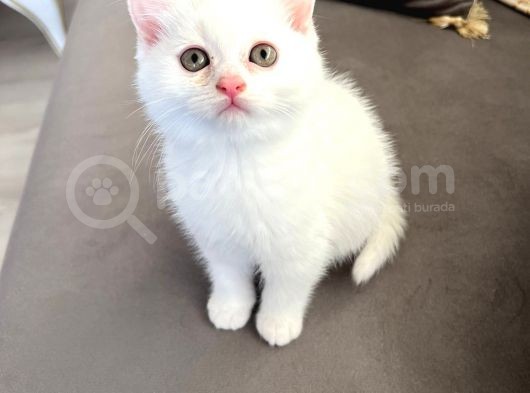 British Longhair Erkek görsel