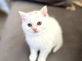 British Longhair Erkek