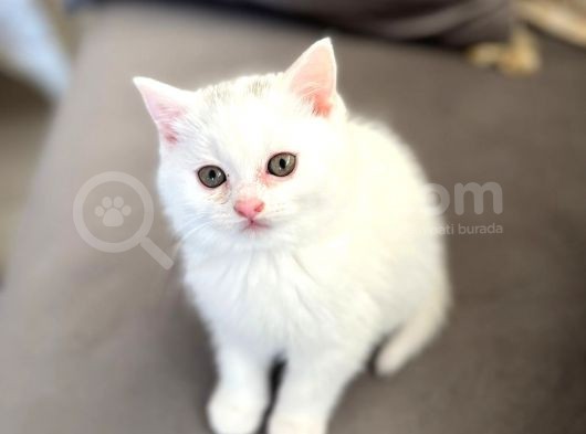 British Longhair Erkek görsel