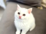 British Longhair Erkek