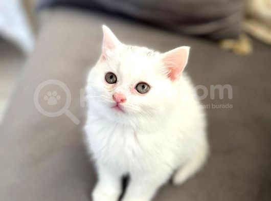 British Longhair Erkek görsel