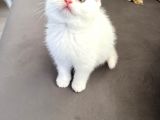 British Longhair Erkek