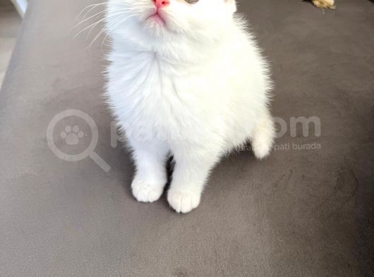 British Longhair Erkek görsel