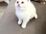 British Longhair Erkek