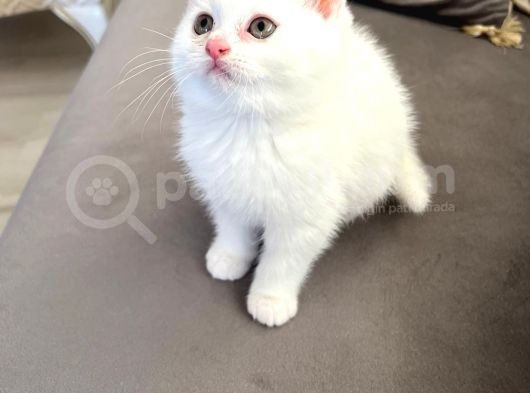 British Longhair Erkek görsel