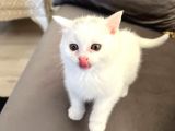 British Longhair Erkek