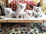 Minik Yavrular Aile Arıyor