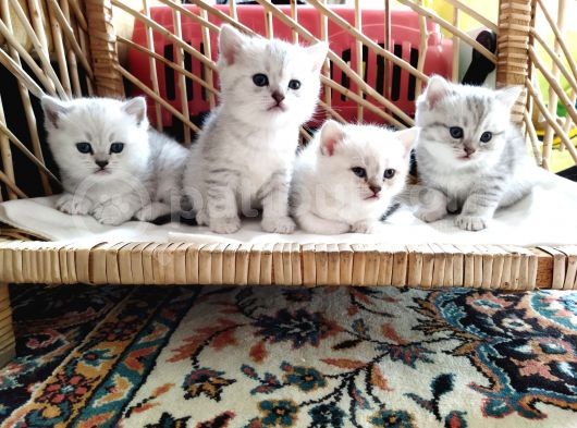 Minik Yavrular Aile Arıyor