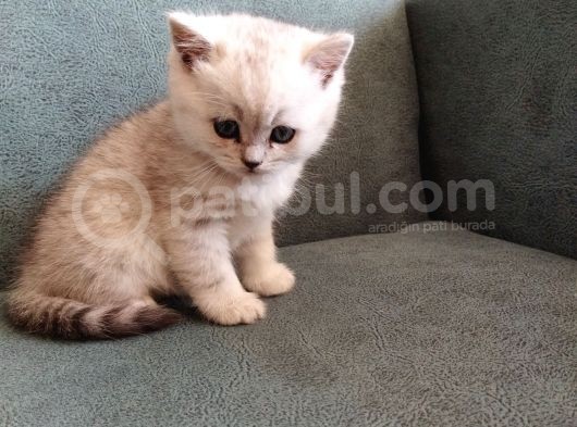 Minik Yavrular Aile Arıyor görsel
