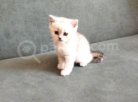 Minik Yavrular Aile Arıyor görsel