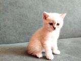 Minik Yavrular Aile Arıyor