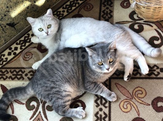 Minik Yavrular Aile Arıyor görsel