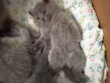 Bri̇ti̇sh Shorthai̇r 27 Şubat Şubat Doğumlu Safkan