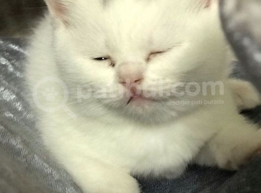 Beyaz Dişi Scottish Fold görsel
