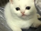 Beyaz Dişi Scottish Fold