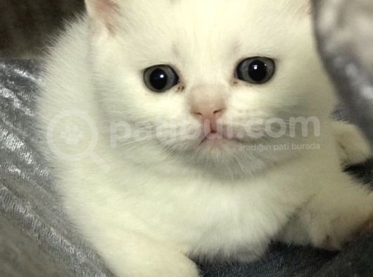 Beyaz Dişi Scottish Fold görsel