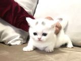 Beyaz Dişi Scottish Fold